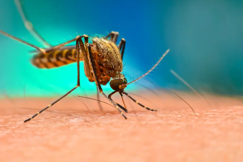 Dengue Fever Treatment at Home
